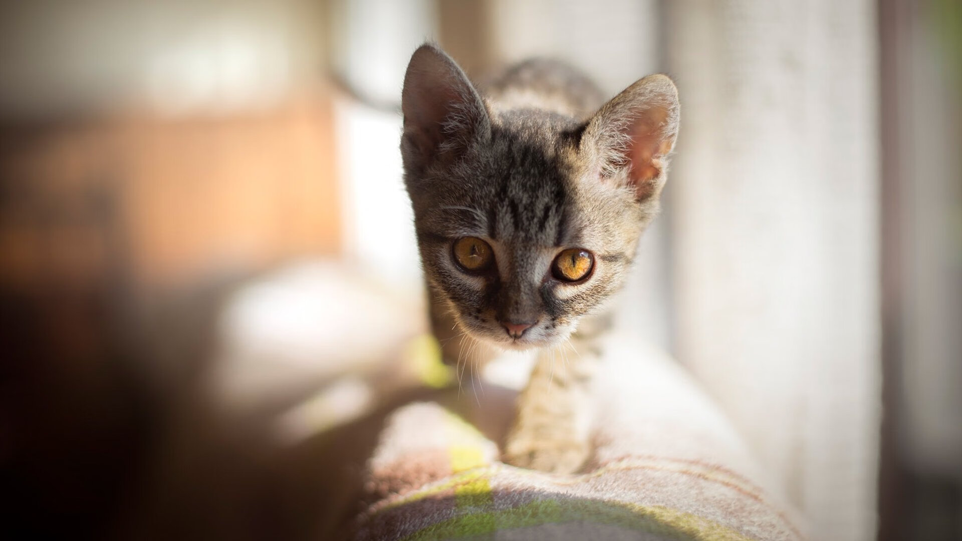 德甲龙争虎斗：拜仁与多特的冠军决战局势分析，拜仁vs多特哪个厉害